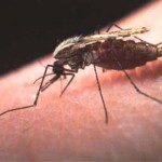 mosquito-malaria1-150x150